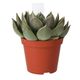 ProRep Echeveria Agavoides (Medium) - 360° presentation