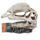 ProRep Dilophosaurus Skull 19x9x14cm - 360° presentation