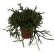 ProRep Rhipsalis Cassuta (12cm) - 360° presentation