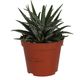 ProRep Zebra Plant (Medium) - 360° presentation