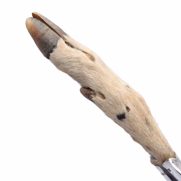 Victorian Deer Hoof-Hafted Page Turner