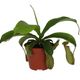 ProRep Nepenthes Alata (8cm pot) - 360° presentation