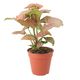 ProRep Arrowhead Vine 'Pink' (Large) - 360° presentation