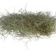 ProRep Spanish Moss - 360° presentation