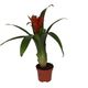 ProRep Bromeliad 'Mixed Colours' (Medium) - 360° presentation