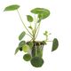 ProRep Chinese Money Plant (Large) - 360° presentation