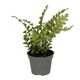 ProRep Mahogany Maidenhair Fern (Small) - 360° presentation