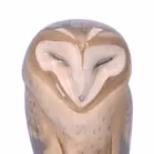 Royal Copenhagen Large Barn Owl
