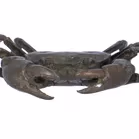 Antique Meiji Period Bronze Okimono Of A Crab