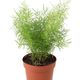 ProRep Asparagus Fern (12cm Pot) - 360° presentation