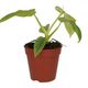 ProRep Philodendron 'Golden Violin' (Large) - 360° presentation