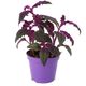 ProRep Purple Velvet Plant (Medium) - 360° presentation