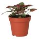 ProRep Polka Dot Plant (Medium) Dark Pink - 360° presentation