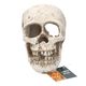 ProRep Human Skull 15x10x11.5cm - 360° presentation