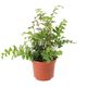 ProRep Mahogany Maidenhair Fern (Medium) - 360° presentation