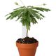 ProRep Little Tree Plant (Medium) - 360° presentation